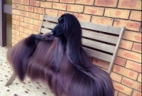 এটাই কি বিশ্বের সবচেয়ে সুন্দর কুকুর?