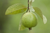 পেয়ারা তো খান, কিন্তু এর পাতার উপকারিতা কী জানেন?