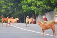 কুকুর মারতে পারলে মিলবে সোনার কয়েন