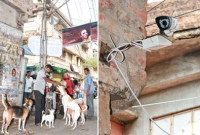 পথ কুকুরদের উপর আক্রমণ ঠেকাতে সিসিটিভি ক্যামেরা