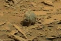  মঙ্গলে মিলল জীবজন্তুর হাড়! নাসার ফুটেজে চাঞ্চল্য