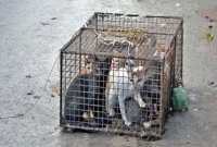 বিড়ালের মাংস দিয়ে বিরিয়ানি! রেস্তোরাঁ’র মালিক গ্রেপ্তার 