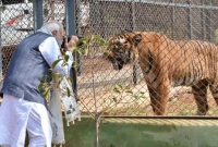 কাছে গিয়ে বাঘের ছবি তুলছেন ফটোগ্রাফার মোদি!