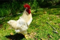 জাপানে এক 'মোরগ'কে দেখতে দর্শনার্থীদের ভিড়