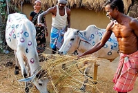 নানা আয়োজনে গরুর বিয়ে, মাতলেন গ্রামবাসী