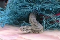 সাপ উদ্ধারকে ঘিরে চাঞ্চল্যকর সৃষ্টি