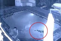 সুইমিং পুলে কুমিরের অতর্কিত হামলা, অল্পের জন্য রক্ষা পেল প্রেমিক যুগল