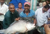 ৩২ কেজি ওজনের কাতল!