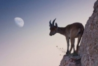 রক ক্লাইম্বারদেরও হার মানায় এই ছাগল!