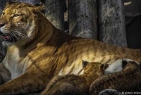 বিশ্বের সবচেয়ে বড় ‘বেড়াল' হারকিউলিস