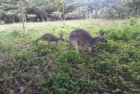 ইতিহাস সৃষ্টি করে বাংলাদেশে জন্ম নিল এই ক্যাঙ্গারু শাবক ইতিহাস সৃষ্টি করে বাংলাদেশে জন্ম নিল এই ক্যাঙ্গারু শাবক