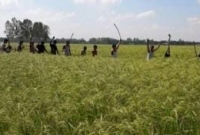 দিনাজপুরে মেছো বাঘের কামড়ে আহত কমপক্ষে ৫০