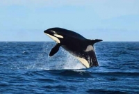 তিমি মাছের ৮০ কেজি বমি পেয়ে বেজায় খুশি ৩ জেলে