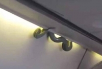 বিমানে সাপ, আতঙ্কিত যাত্রীরা