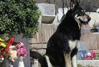 নয় বছর নয় মাস অপেক্ষায় থেকে মারা যায় প্রভূভক্ত সেই কুকুরটি