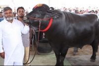  যুবরাজের দাম ৯.৫ কোটি!