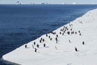 তৈরি হচ্ছে বিশ্বের সর্ববৃহৎ সামুদ্রিক উদ্যান