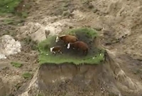 শক্তিশালী ভূমিকম্পের ফাঁদে তিনটি গরু