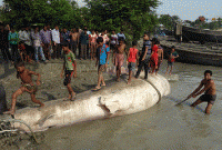  সাড়ে ২৬ ফুট লম্বা তিমি ধরা!