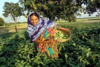 সবজি চাষে মেয়েকে ডাক্তার বানানোর স্বপ্ন তাজকেরার সবজি চাষে মেয়েকে ডাক্তার বানানোর স্বপ্ন তাজকেরার