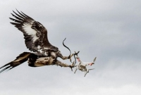 ড্রোনের সাহায্যে নাশকতা ঠেকাতে ঈগল ফোর্স গড়ছে এই দেশ