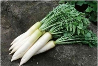 শীতে মুলা খাইলে ১০ উপকার, থাকবে না শরীরের যে রোগগুলো