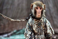 বানরের বাদরামিতে সংঘর্ষ, নিহত ২০ বানরের বাদরামিতে সংঘর্ষ, নিহত ২০