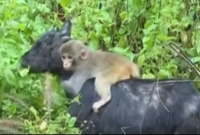  ছাগলের সঙ্গে বাঁদরের বন্ধুত্ব