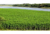 পাটের পাতা থেকে অর্গানিক 'চা' উদ্ভাবনের দাবি বাংলাদেশের বিজ্ঞানীদের