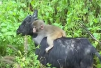 বানর-ছাগলের মধ্যে বিরল এক বন্ধুত্ব 