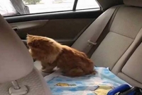 পোষ্য বিড়ালের মৃত্যুতে ২.‌৫ কোটি টাকা জরিমানা!‌