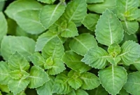 তুলসীপাতায় সারবে ৭ মরণরোগ, জেনে নিন