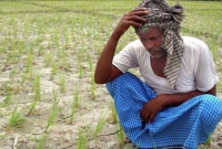 গভীর সংকটে পশ্চিমবঙ্গের কৃষি, দুর্ভিক্ষের শঙ্কা