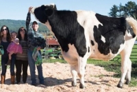 এটাই বিশ্বের সবচেয়ে উঁচু গরু