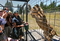 এও সম্ভব! বাঘের খাঁচায় ঢুকে অবাক কান্ড ঘটিয়ে অক্ষতই ফিরল এক যুবক