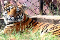 চিড়িয়াখানায় খাঁচা ভেঙে বাইরে বেড়িয়ে এল বাঘিনী! জানুন তারপর সে কী করল