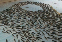 বিস্ময়কর ঘটনা, বরফের নিচে জমে রয়েছে হাজার হাজার মাছ