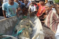 ৩০ বছর পর পদ্মায় জেলের জালে মিলল কুমির, দেখতে শত শত মানুষের ভীর