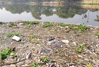 ঝিলের পানিতে ভেসে উঠল ৬ টন মরা মাছ