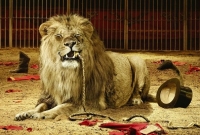 সার্কাস দেখাতে গিয়ে সিংহের থাবা! মৃত্যু রিং মাস্টারের