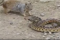 কাঠবিড়ালি আর সাপের মধ্যে ভয়ঙ্কর লড়াই! জানেন কে জিতল?