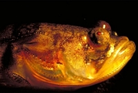 সারা রাত গান গায় এই মাছ। শোনা যায় ডাঙা থেকেই...