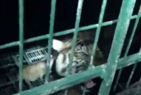 গ্রামে ঢুকে ছাগলের টোপে ফাঁদে পড়ল বাঘিনী