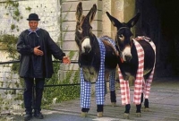 জানলে অবাক হবেন! ফ্রান্সের এই দ্বীপে গাধাদের পাজামা পরিয়ে রাখা হয়