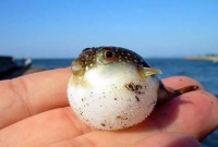 ৩০ জনের মৃত্যু হতে পারে ১ পটকায়!