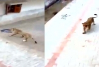 দিনের আলোয় পাড়ার রাস্তায় ঘুরছে সিংহ, আতঙ্কিত জনগণ