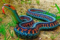 অবিশ্বাস্য সৃষ্টি, সাপের মাথায় রংধনু!