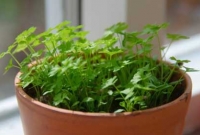 মশা, মাছি তাড়ানোর গাছ