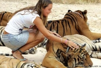 চিড়িয়াখানার নারী কর্মীকে বাঘের আক্রমণ, দর্শনার্থীদের বুদ্ধিতে প্রাণে রক্ষা