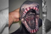 সমুদ্র থেকে পাওয়া গেল ভয়াল এই জীবটি, কী এর রহস্য? আতঙ্কে দিশেহারা মানুষ